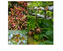 Image of various crops